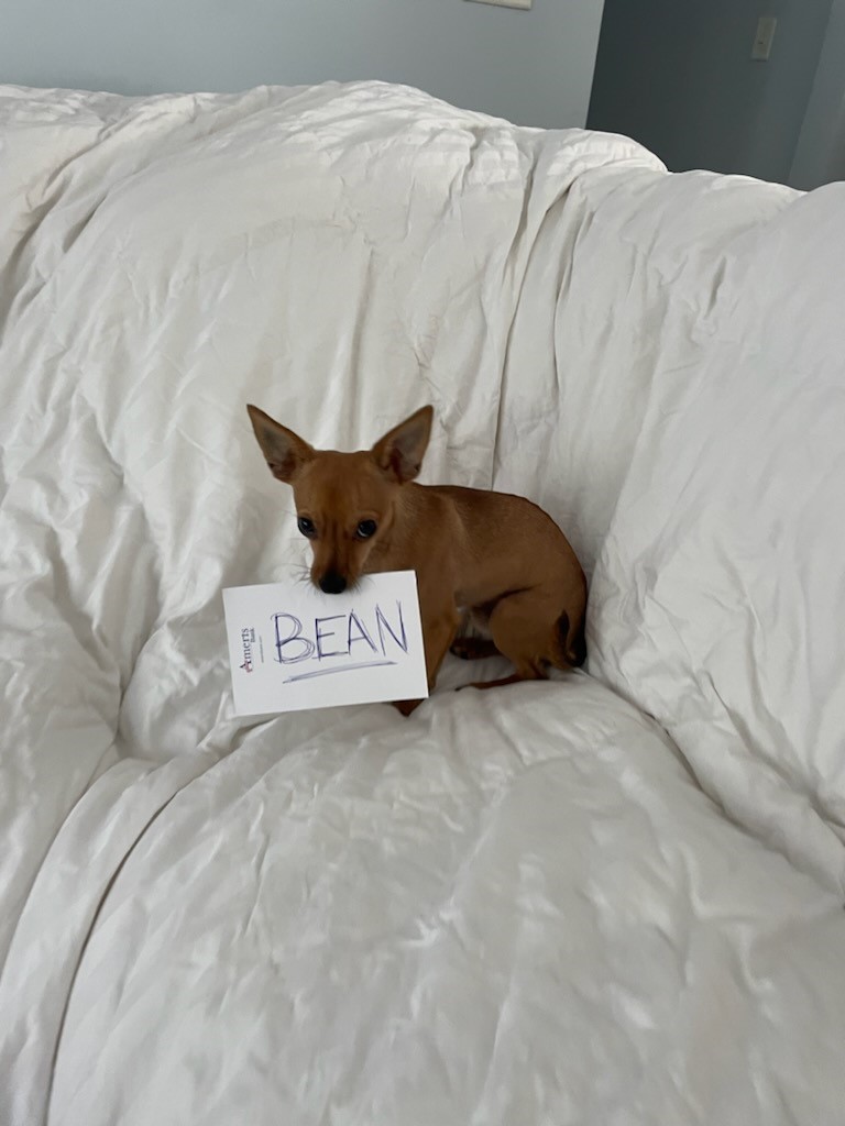 Bean on the bed